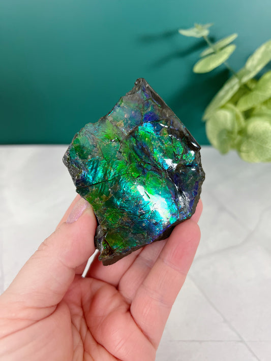 Ammolite Specimen