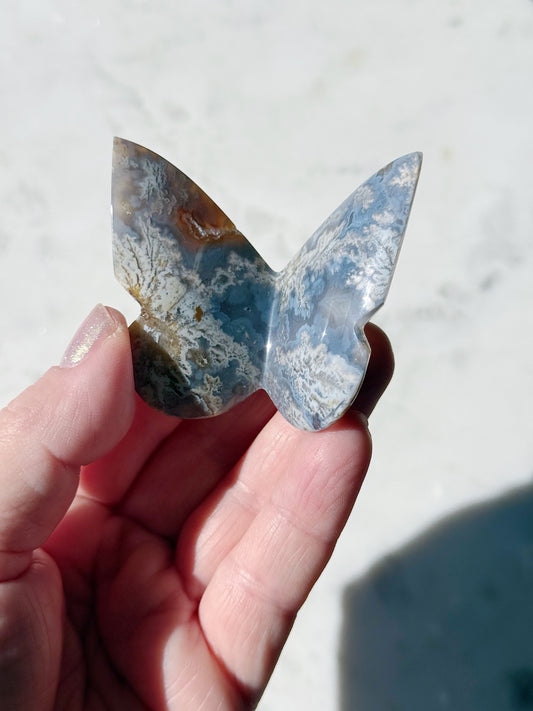 Intuitively Chosen Blue Plume Butterfly