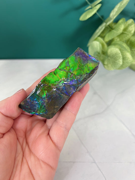 Ammolite Specimen