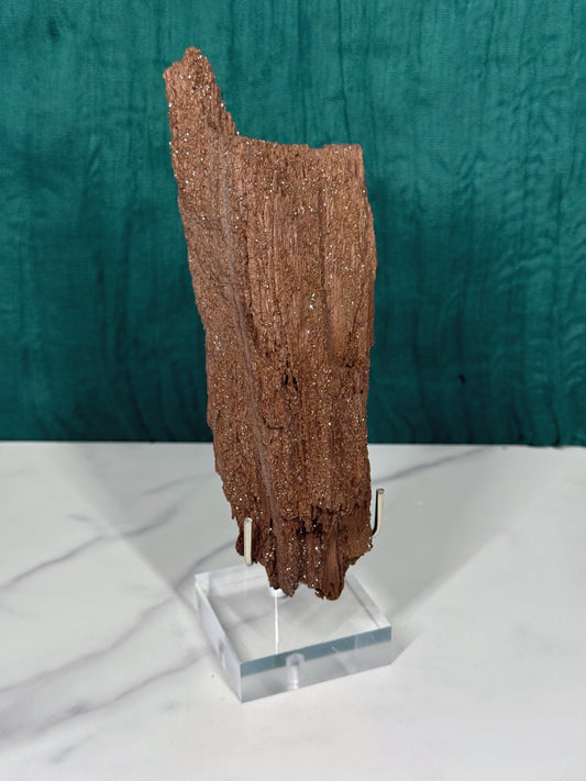 Permineralized Wood