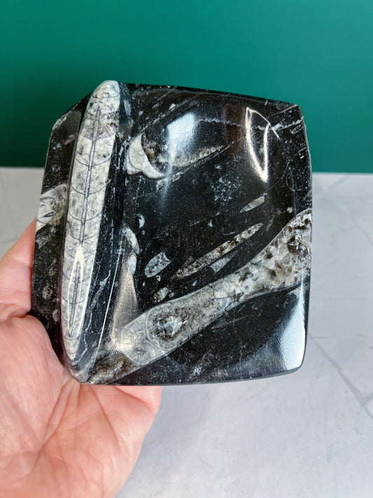 Orthoceras Tricket Dish
