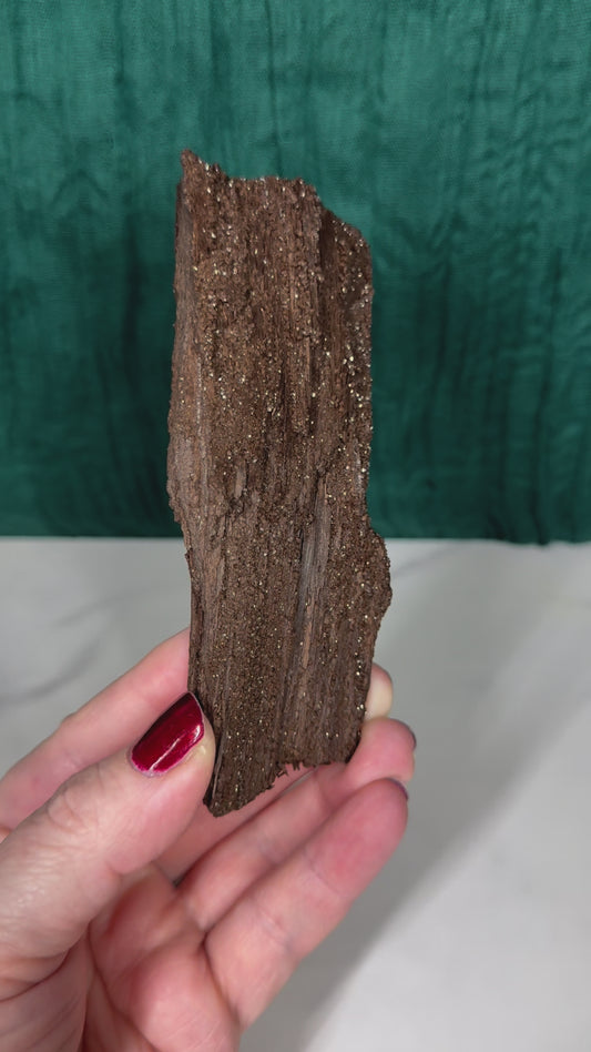Permineralized Wood