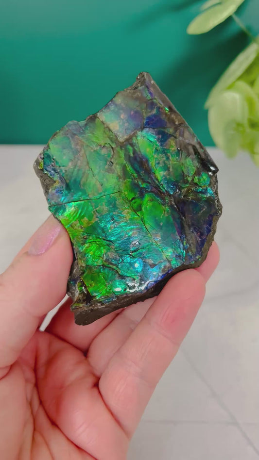 Ammolite Specimen