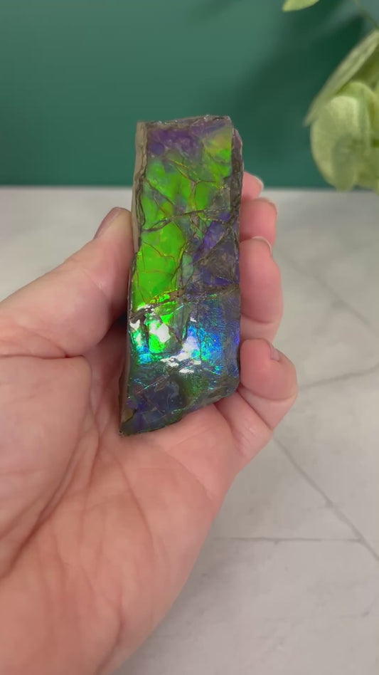 Ammolite Specimen