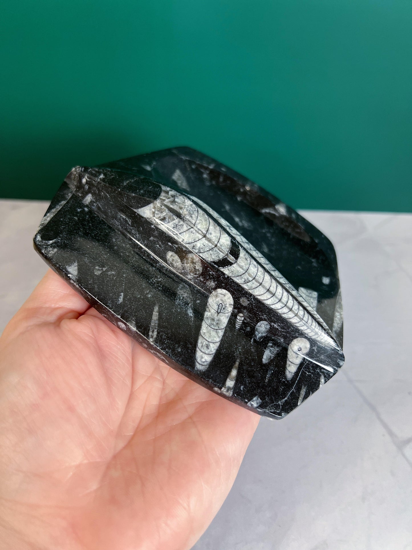 Orthoceras Tricket Dish