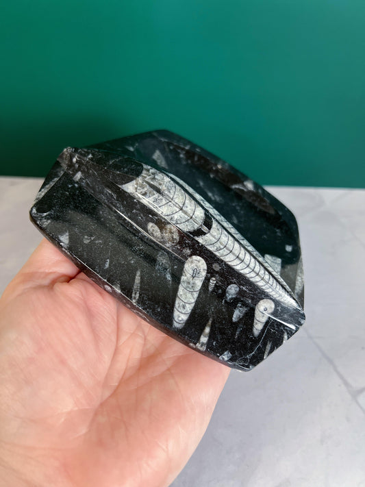 Orthoceras Tricket Dish