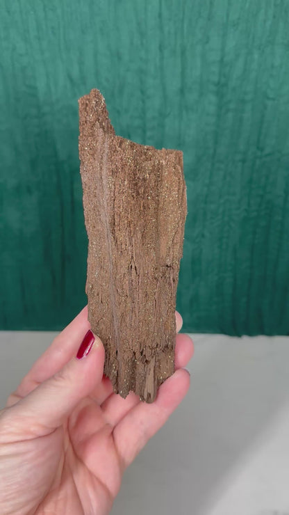 Permineralized Wood